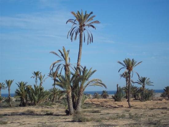 Ile de Djerba