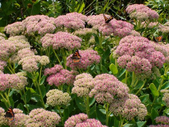 Powerscout Garden
