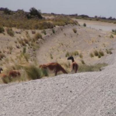 Sur la route ... des Guanacos (cousins du Lama)