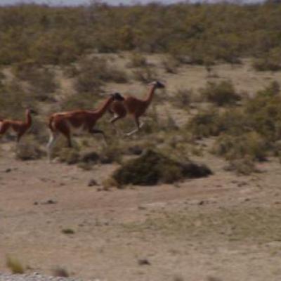 Sur la route ... des Guanacos (cousins du Lama)