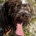 mon chien heureux